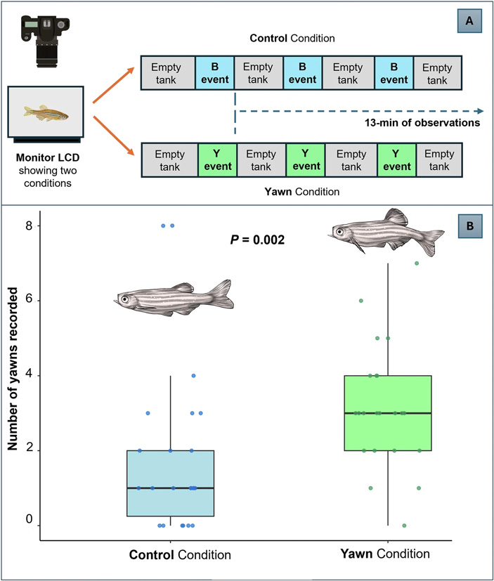 Эксперимент, в котором доказано заразительное зевание у данио-рерио