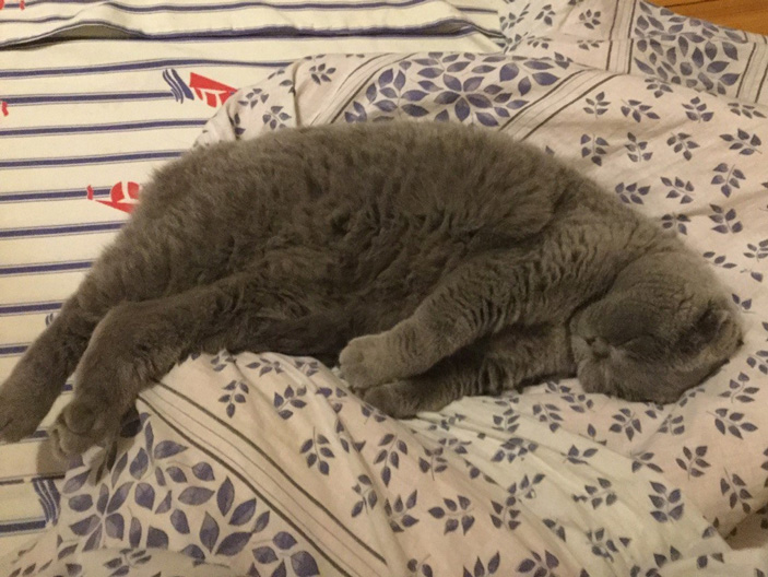 Рис. 1. Кошка Шуня спит на левом боку, чтобы быть на чеку, пока хозяйка собирается на работу