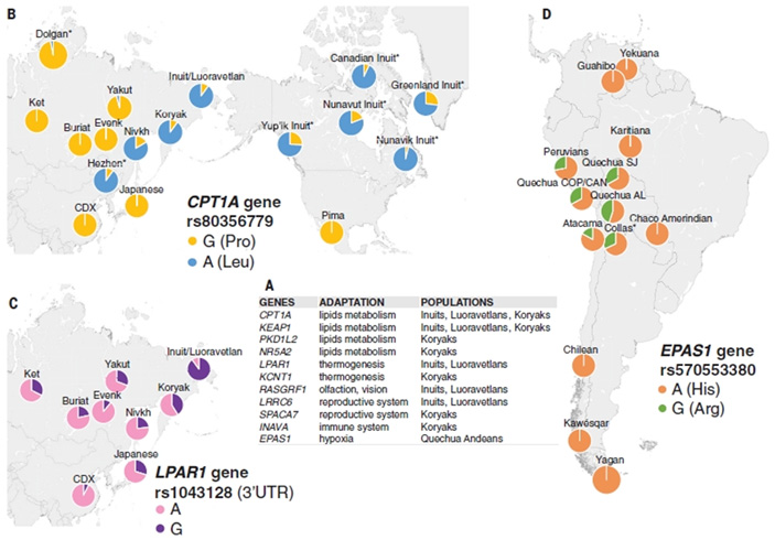 Рис. 3. Гены, подвергшиеся интенсивному отбору в изучаемых популяциях