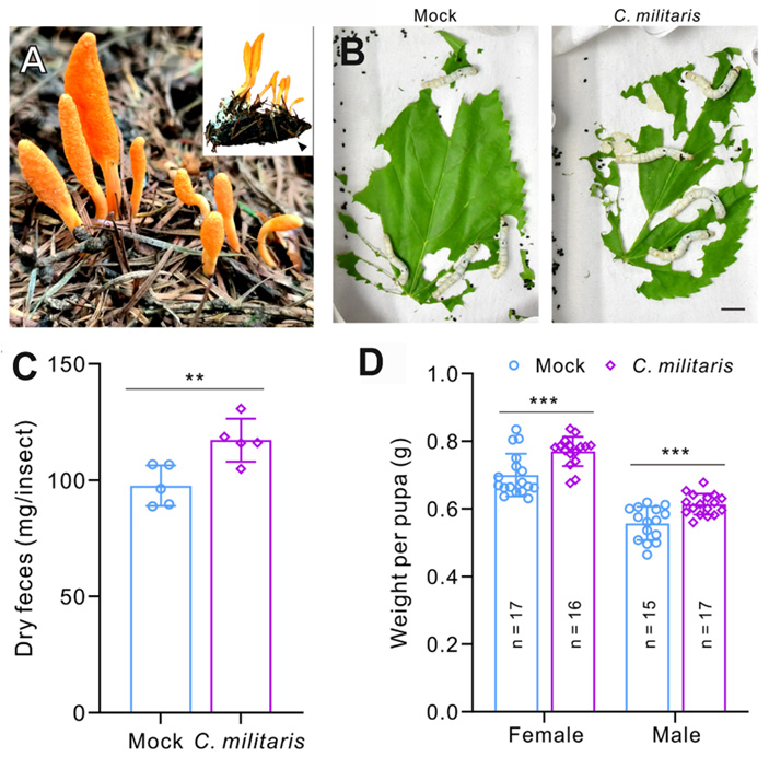 Рис. 2. Гриб Cordyceps militaris стимулирует питание и рост у зараженных гусениц шелкопряда