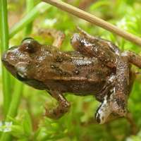 Шестиногая лягушка