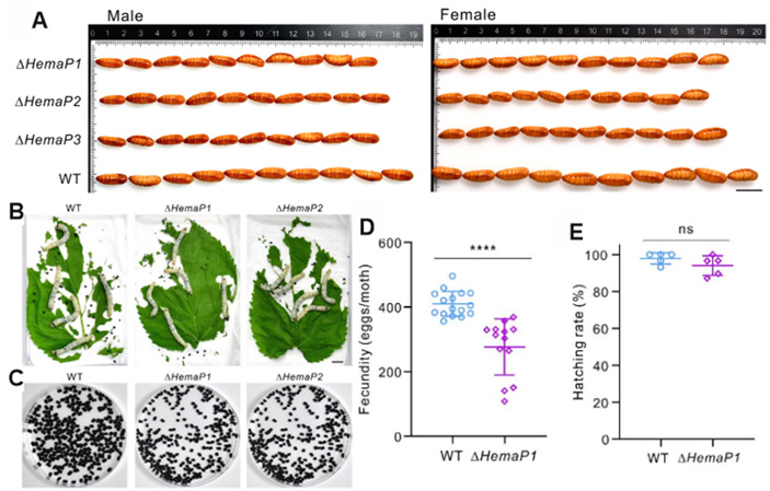 Рис. 4. Удаление гена HemaP у шелкопряда снижает активность питания, рост и плодовитость