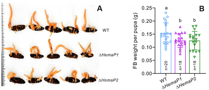 Рис. 5. Удаление гена HemaP у шелкопряда снижает формирование плодовых тел гриба Cordyceps militaris