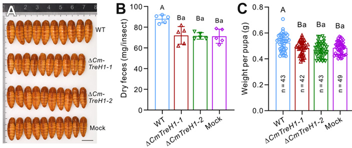 Рис. 6. Удаление гена «насекомоподобной» трегалазы CmTreH1 у гриба C. militaris
