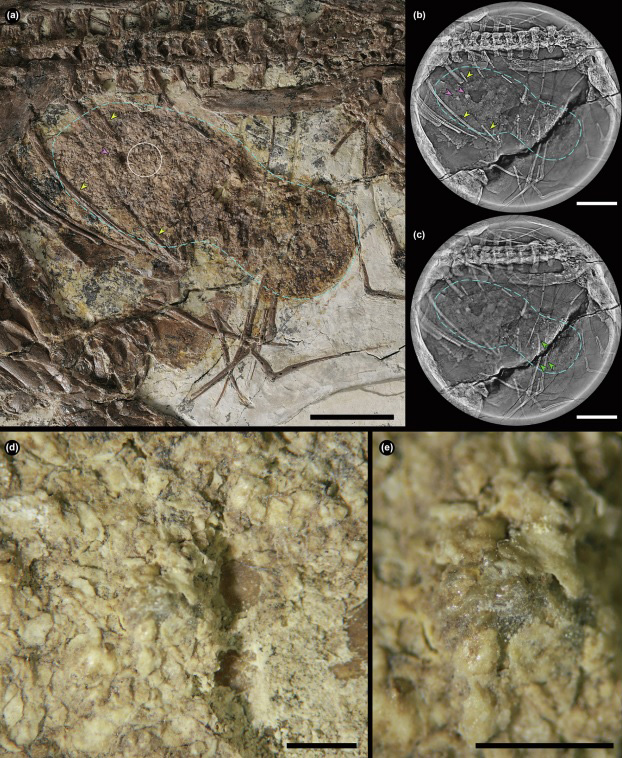 Область желудка синоптера IVPP V 23388 крупным планом