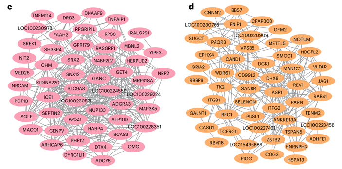 Рис. 6. Сети генов pink4 и sienna4