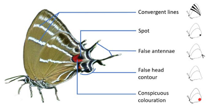 Рис. 2. Бабочка Airamanna columbia