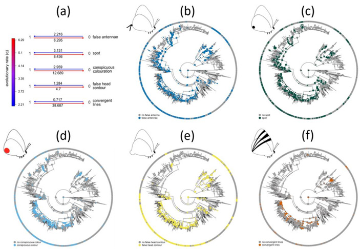 Рис. 4. Эволюционная скорость перехода между отсутствием и наличием каждого признака ложной головы