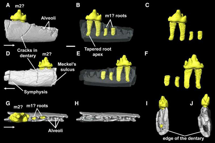 Цифровая реконструкция образца NHMD 1184958