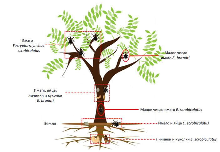 Рис. 2. Разделение ниш долгоносиков Eucryptorrhynchus scrobiculatus и E. brandti на айланте высочайшем
