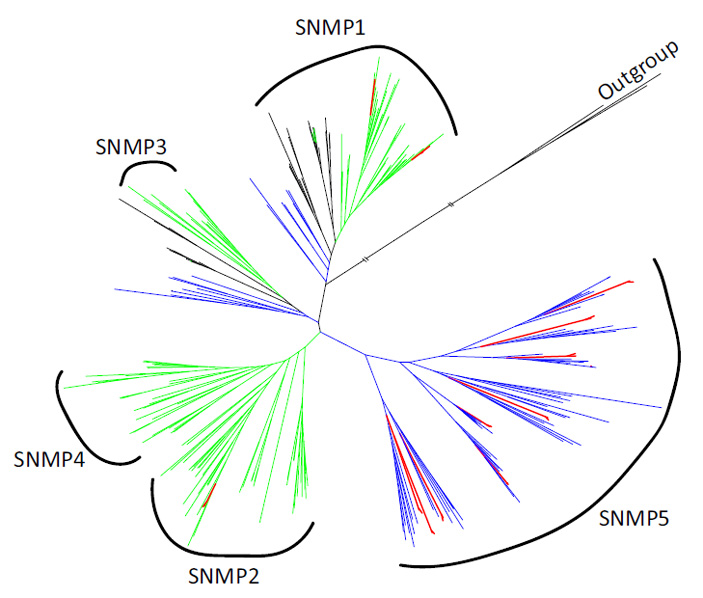 Рис. 5. Филогенетическое дерево генов сенсорных нейронных мембранных белков (SNMP)