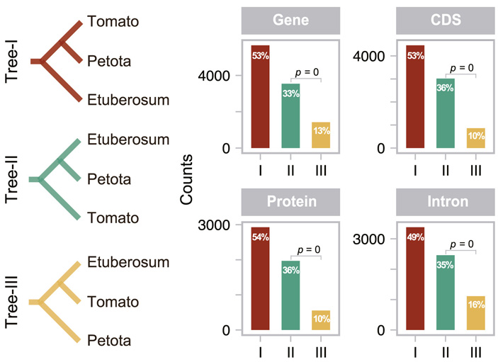 Рис. 3. Сравнение разных филогенетических сценариев