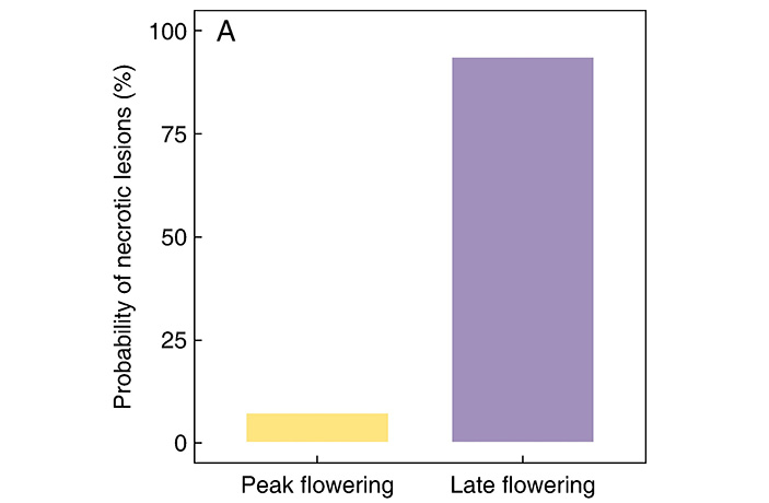 Рис. 4. Различия в доле некротических повреждений на флаговом лепестке
