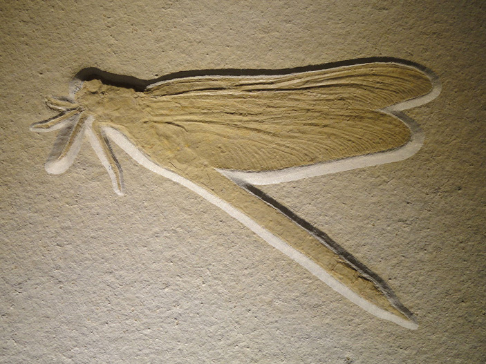 Один из примеров идеально сохранившихся зольнхофенских окаменелостей — юрская стрекоза из рода Mesuropetala