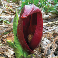 Цветы, имитирующие запах разлагающейся органики