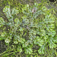 Маршанция изменчивая (Marchantia polymorpha)