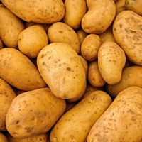 Картофель (Solanum tuberosum)