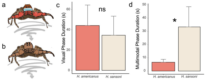 Рис. 3. Визуальные фазы ухаживания самцов H. americanus PLC и H. sansoni CC не различаются по продолжительности