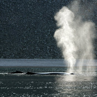 Горбатые киты часто ходят парами, но эти пары нестабильны и распадаются в течение нескольких часов