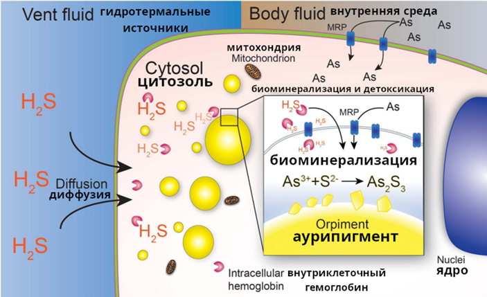 Рис. 5. Схема детоксикации мышьяка и сероводорода