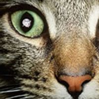 Чтобы попасть к своему окончательному хозяину — кошке — паразит токсоплазма прибегает к невероятным ухищрениям, изменяя даже психику человека (фото с сайта www.medzone.ru)