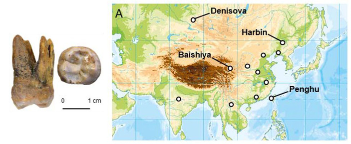 <b>Рис. 1.</b> Левый верхний моляр возрастом 170–200 тысяч лет из Денисовой пещеры (Denisova 25) и распространение денисовцев
