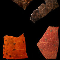 Фрагмент скорлупы страусиных яиц с выгравированными узорами из пещеры Дипклоф, ЮАР. Иллюстрация из обсуждаемой статьи в PNAS