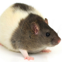 Для крыс линии Zucker характерно ожирение, уменьшение мышечной массы, устойчивость к инсулину, повышенный уровень глюкозы в крови, усиленная секреция инсулина. Эти крысы используются как модели при исследовании ожирения и диабета 2-го типа. Изображение с сайта www.harlan.com