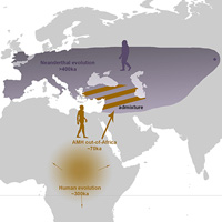 Скрещивание древних сапиенсов с неандертальцами и денисовцами