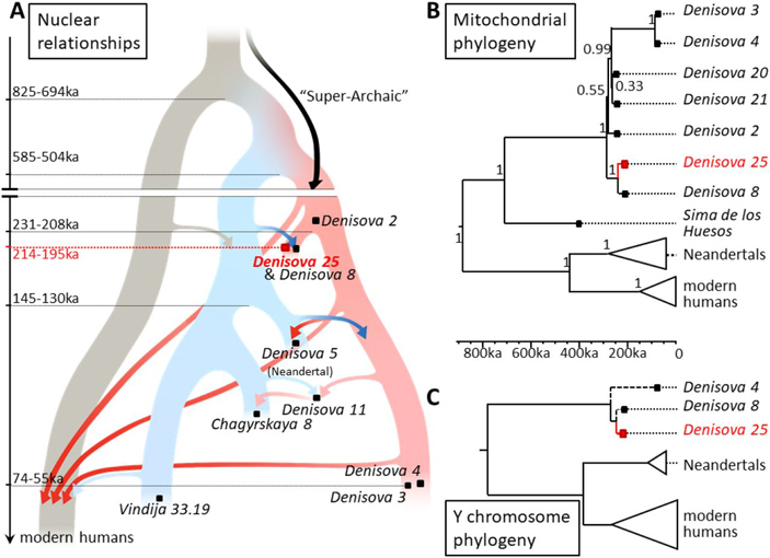 Рис. 2. Филогенетические деревья