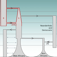 Рис. 1. Упрощенная генеалогия современного человечества согласно новым данным