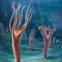 Рис. 1. Nailiana elegans и ее место на эволюционном древе