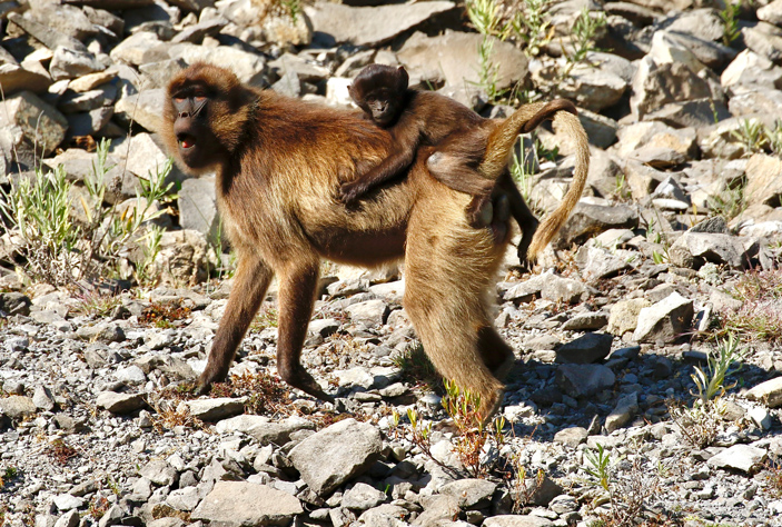 Для самки гелады вырастить детеныша — непростая задача: полгода длится беременность, еще полтора года — выкармливание молоком