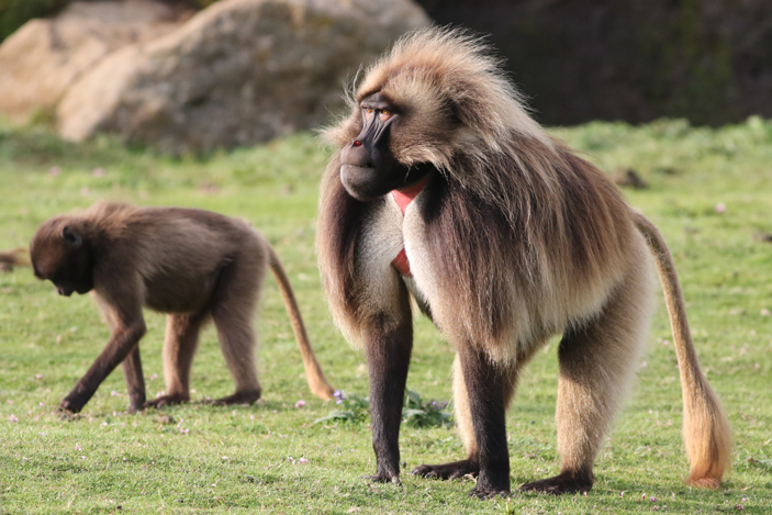 Самец гелады физически намного крупнее и сильнее самки