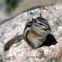 Впадая в спячку, бурундук сворачивается калачиком, накрывая нос хвостом, чтобы подольше сохранять тепло (фото с сайта mdn.mainichi-msn.co.jp)