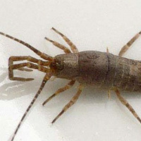 Реконструкция гипотетического предка крылатых насекомых, выполненная А. Г. Пономаренко, иллюстрирует «древесную» гипотезу происхождения полета. Рис. из книги «Историческое развитие класса насекомых»