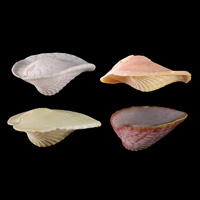 Асимметричные двустворчатые моллюски Corculum