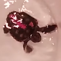 Черепашонок, которого в течение двух месяцев кормили в магнитном поле