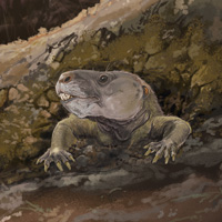 Позднетриасовые цинодонты