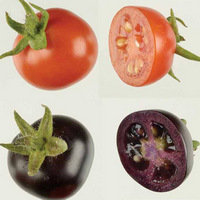 Фиолетовые помидоры Del/Ros1 отличаются повышенным содержанием антоцианов