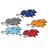 Группы мышей, участвовавшие в эксперименте