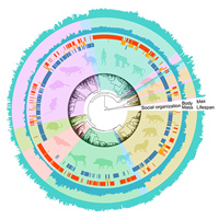 Распределение трех признаков — уровня социальности, массы тела и долголетия — в классе млекопитающих