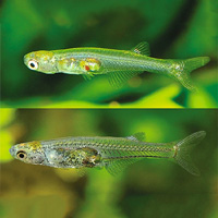 Миниатюрная рыбка Danionella cerebrum