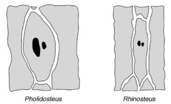 Парные теменные отверстия в крыше черепа двух девонских панцирных рыб