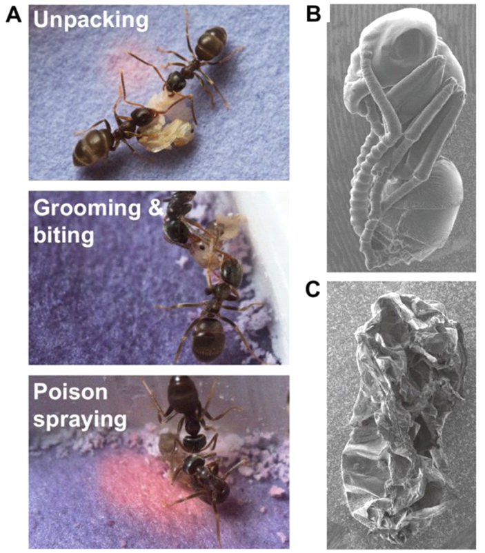 Рис. 1. Рабочие муравьи Lasius neglectus проводят «разрушающую дезинфекцию», то есть убивают и обеззараживают куколку, зараженную смертельно опасным паразитическим грибом Metarhizium brunneum