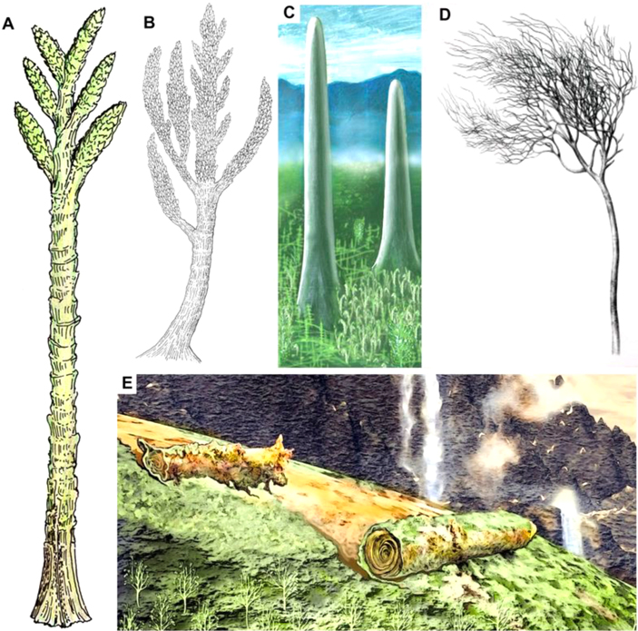 Рис. 1. Реконструкции прижизненного облика прототаксита Логана (Prototaxites loganii)