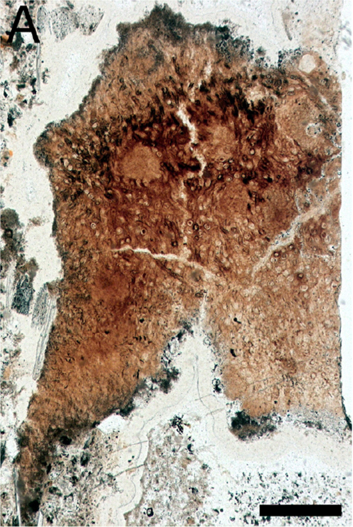 Рис. 3. Тонкий срез (прозрачный шлиф) образца прототаксита Тейта (Prototaxites taiti), на котором видны многочисленные полые трубочки