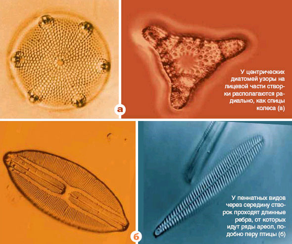 Представители центрических (вверху) и пеннатных диатомей. Рисунок из статьи: Л. Медлин, П. Симс. Почти бессмертны и всегда молоды («Наука из первых рук», №4, 2006)