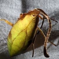 Паук-листик Poltys