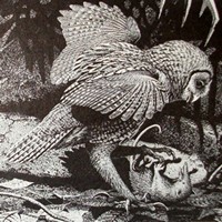 Ornimegalonyx oteroi